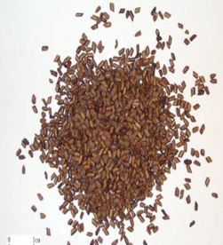 cassia seed